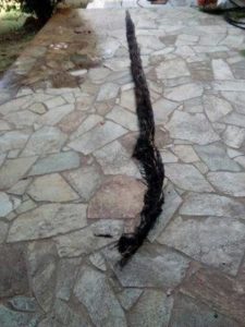 ΡΙΖΑ ΔΕΝΤΡΟΥ ΠΟΥ ΕΒΓΑΛΕ Η ΑΠΟΦΡΑΞΕΙΣ ΒΡΙΛΗΣΣΙΑ ΑΠΟ ΦΡΕΑΤΙΟ ΣΤΑ ΒΡΙΛΗΣΣΙΑ